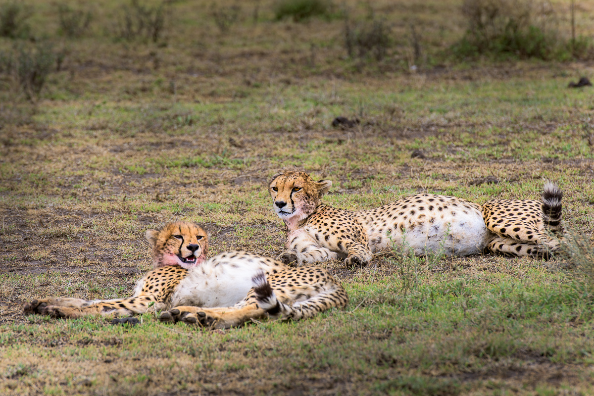 The stomachs of this cheetah female (right) and cub (left) are distended following their feast on a recent kill.